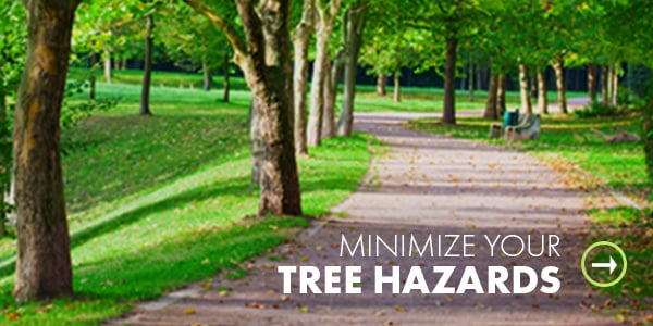 Tree Hazards