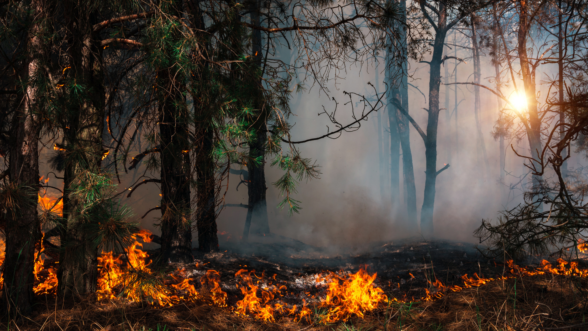 The Deep Devastation of Wildfires
